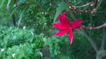 Innocent Beauty Of A Flower