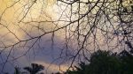 Sky Through Tree Branches