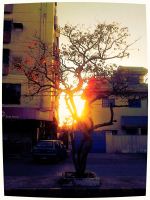 Tree Of Life