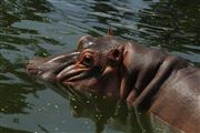 Common Hippopotamus