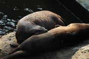 Eurasian Otter