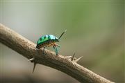 Green Ladybug