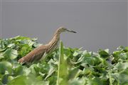 Indian Pond Heron