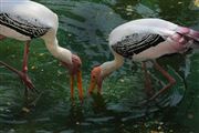 Wildlife Of Painted Stork 