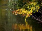 Reflection In The River