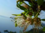 Seaside Flowers