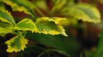 Coloured Patterned Leaves 