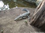 Crocodile
