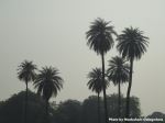 Palm Trees