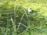 Swim Alone