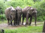 Three Sister Elephants