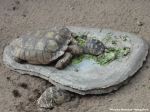Tortoise Family