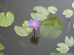 Water Lilly