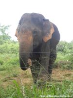 Wild Jumbo