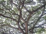 Dashing Design Of Nature