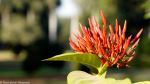 Red Buds