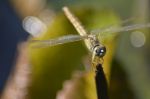 Fly