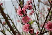 Cherry Blossoms
