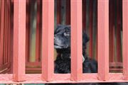 Such As Imprisonment 