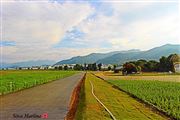 The Place Of Flower See 