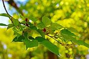 Berry Berry Trees