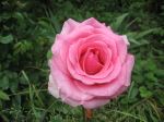 Pink Beautiful Rose