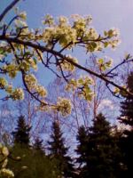 Spring Blossom