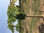 Papaya