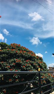 View Green
