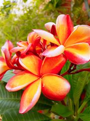 Plumeria Rubra In Malacca