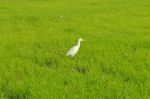 Am Green