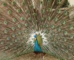 Beauty Of Wildlife Peacock