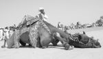 Camel Magic