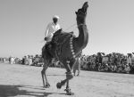 Camel Show