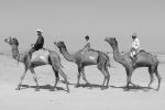 Camel In Desert
