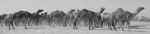 Camels In Desert