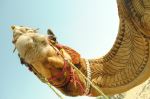 Cholistani Camel