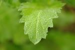 Drops Of Water