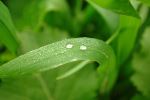 Drops On Leaf