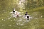 Ducks In Water