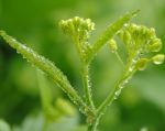 Green Beauty