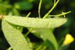Green Leaf