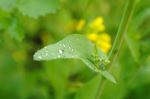 Green Life