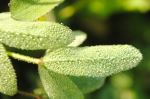 Lovely Drops
