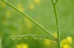 Winter Drops