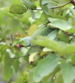 Bird On Tree