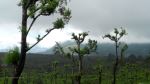 Misty Vally