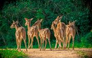 Gang Of Deer