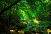 Sri Lankan Rain Forest    