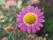Flower In The Forest 